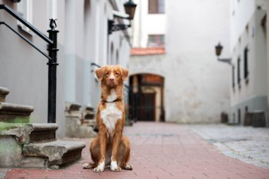 Toller Retriever köpeği şehirde oturuyor.