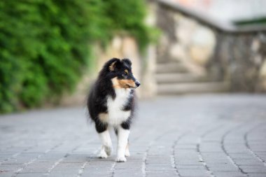 Üç renkli Sheltie köpeği yazın parkta poz veriyor.