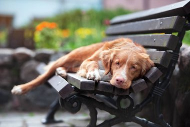 Ördek çanı, av köpeği dışarıda poz veriyor.