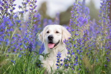 Golden Retriever köpeği yaz çiçeklerinde poz veriyor.
