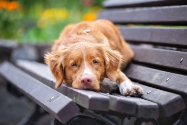 Nova Scotia ördek çanlar çalan av köpeği parkta bir bankta yatıyor.