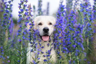 Mutlu Golden Retriever portresi yaz çiçeklerinde