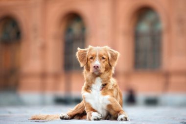 Güzel av köpeği sokakta yatıyor.
