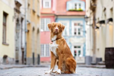 Güzel kırmızı av köpeği şehirde oturuyor.