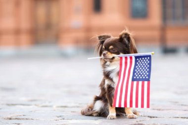 Gururlu chihuahua köpeği ağzında Amerikan bayrağı tutuyor.