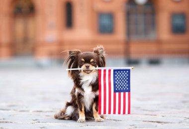 Gururlu chihuahua köpeği ağzında Amerikan bayrağı tutuyor.