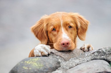 Güzel av köpeği portresi.