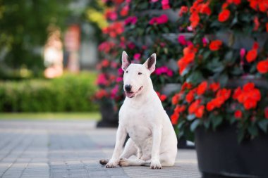 english bull terrier dog posing outdoors clipart
