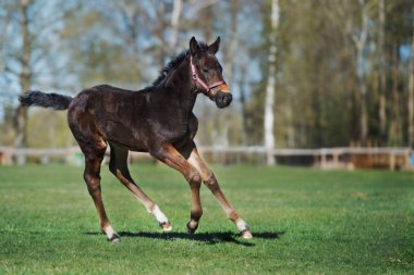 Baharda çimenlerde koşan mutlu taylar.