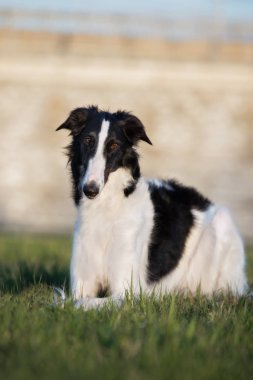 Siyah ve beyaz borzoi köpeği yazın dışarıda poz veriyor.