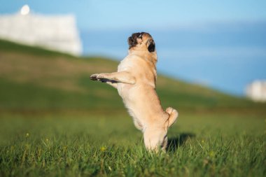 Yazın açık havada sevimli bir köpek.