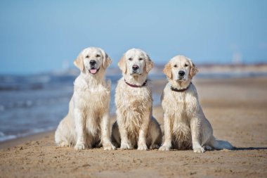 Üç Golden Retriever köpeği sahilde oturuyor.