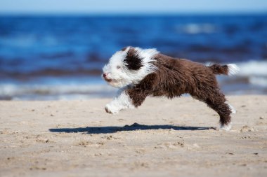 Mutlu İspanyol su köpeği yavrusu sahilde koşuyor.