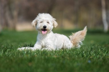 Mutlu labrador köpekleri çimenlerin üzerine uzanır