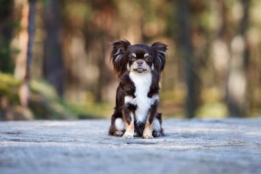 Kahverengi chihuahua köpeği dışarıda oturuyor.