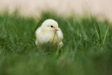 Sarı civciv çimlerin üzerinde. Kapatın.