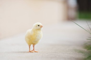 Sarı civciv dışarıda.