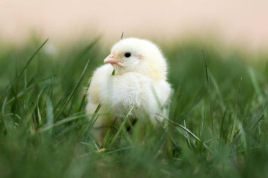 Küçük sarı civciv dışarıda çimlerde