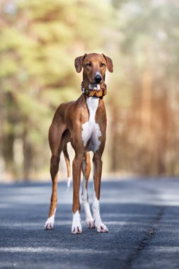 Güzel azawakh köpeği ormanda dikiliyor.