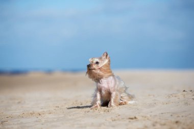 Yorkshire Terrier köpeği sahilde oturuyor. 