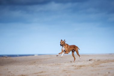 Kırmızı azawakh köpeği plajda koşuyor.