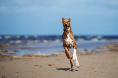 Güzel Azawakh köpeği sahilde koşuyor.