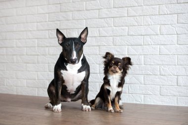 Minyatür teriyer ve chihuahua köpekleri tuğla bir duvarın önünde birlikte oturuyorlar.