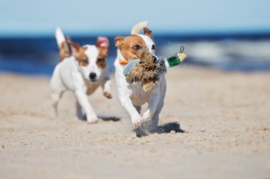 İki Jack Russell Terrier köpeği sahilde bir oyuncakla oynuyorlar.
