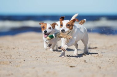 İki Jack Russell Terrier köpeği sahilde bir oyuncakla oynuyorlar.