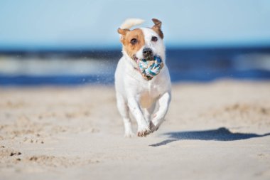 Jack Russell bir plajda koşuyor.