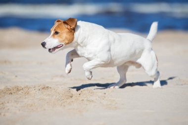 Jack Russell bir plajda koşuyor.