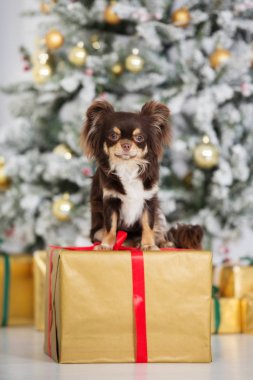 Kahverengi chihuahua köpeği içeride Noel için poz veriyor.