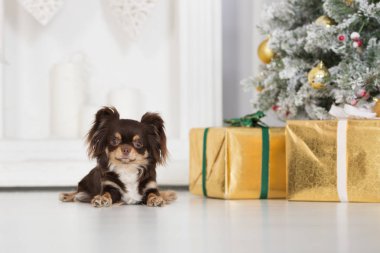 Kahverengi chihuahua köpeği içeride Noel için poz veriyor.