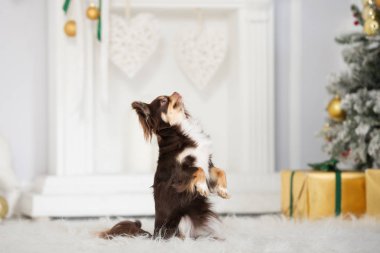 Kahverengi chihuahua köpeği içeride Noel için poz veriyor.