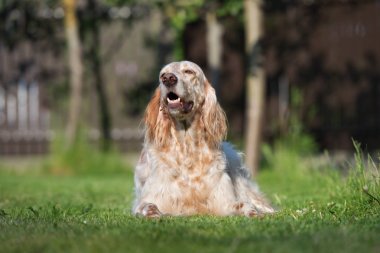 Kırmızı İngiliz setter köpeği yazın dışarıda poz veriyor.