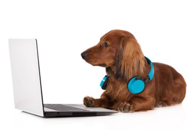Kulaklıklı köpek dizüstü bilgisayarla çalışıyor.