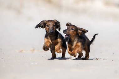 İki dachshund yavrusu açık havada birlikte koşuyor.