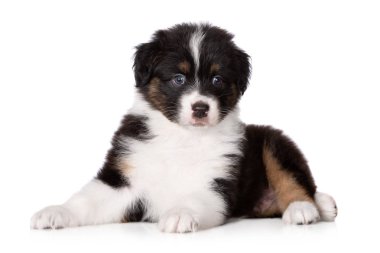 Avustralya 'nın üç renkli çoban köpeği beyaz arka planda yatıyor.