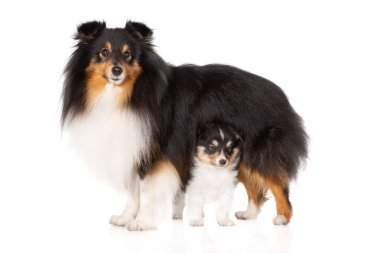 Beyaz arka planda köpek yavrusu olan güzel Sheltie köpeği