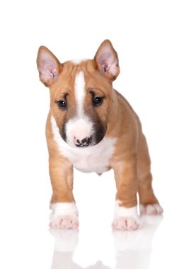 Beyaz arka planda sevimli kırmızı minyatür teriyer köpek yavrusu