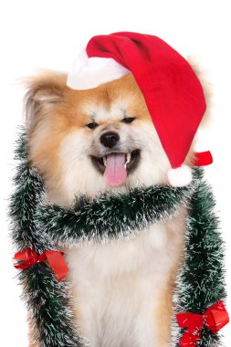 Mutlu akita köpekleri beyaz arka planda Noel için poz veriyor.