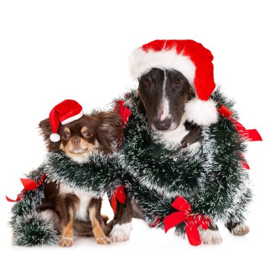 Noel Baba şapkalı iki köpek beyaz arka planda Noel için poz veriyor.