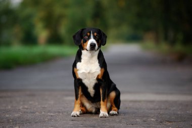 Entlebucher dağ köpeği portresi yazın açık havada.