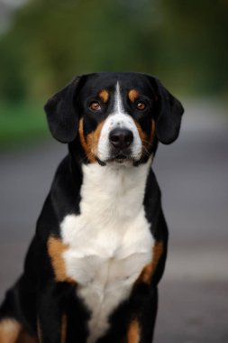 Entlebucher dağ köpeği portresi yazın açık havada.