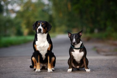 Entlebucher dağ köpeği ve bir boğa teriyeri yazın birlikte poz veriyorlar.