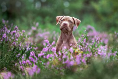 Amerikan pitbull teriyer köpeği, fundalıkta poz veriyor.