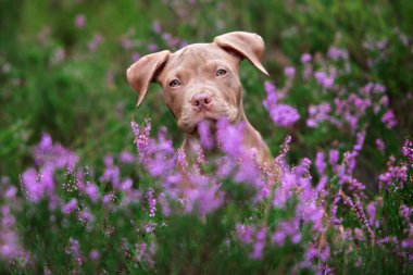 Amerikan pitbull terrier köpek portresi.