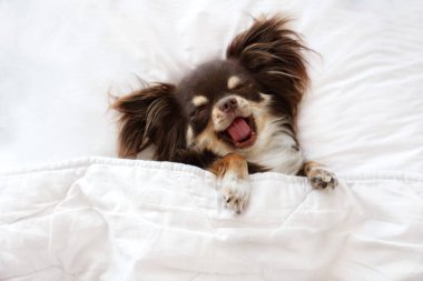 Şirin bir chihuahua köpeği yatakta uyurken esniyor.