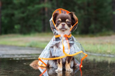 Açık havada yağmurluk giymiş chihuahua köpeği.