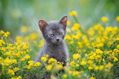 Sarı yaz çiçeklerinde poz veren gri kedi yavrusu.